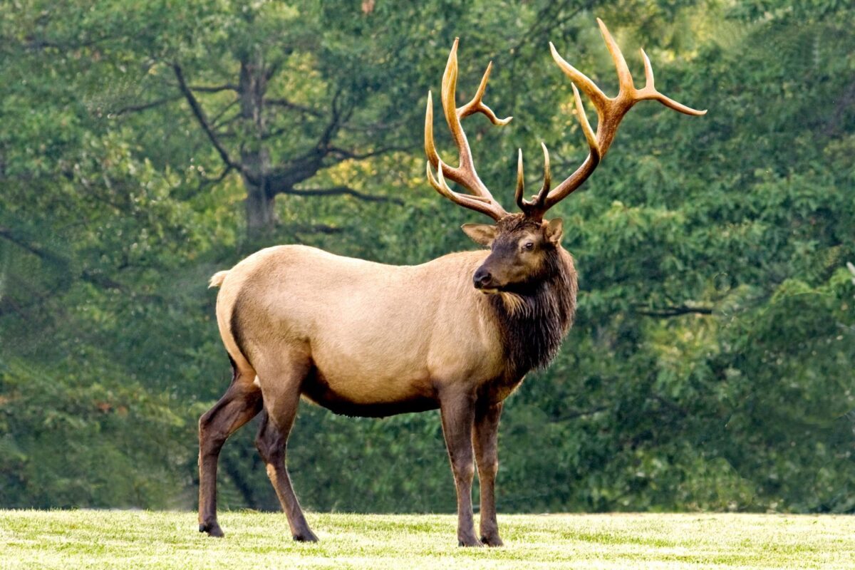 elk standing in wooded area in new mexico