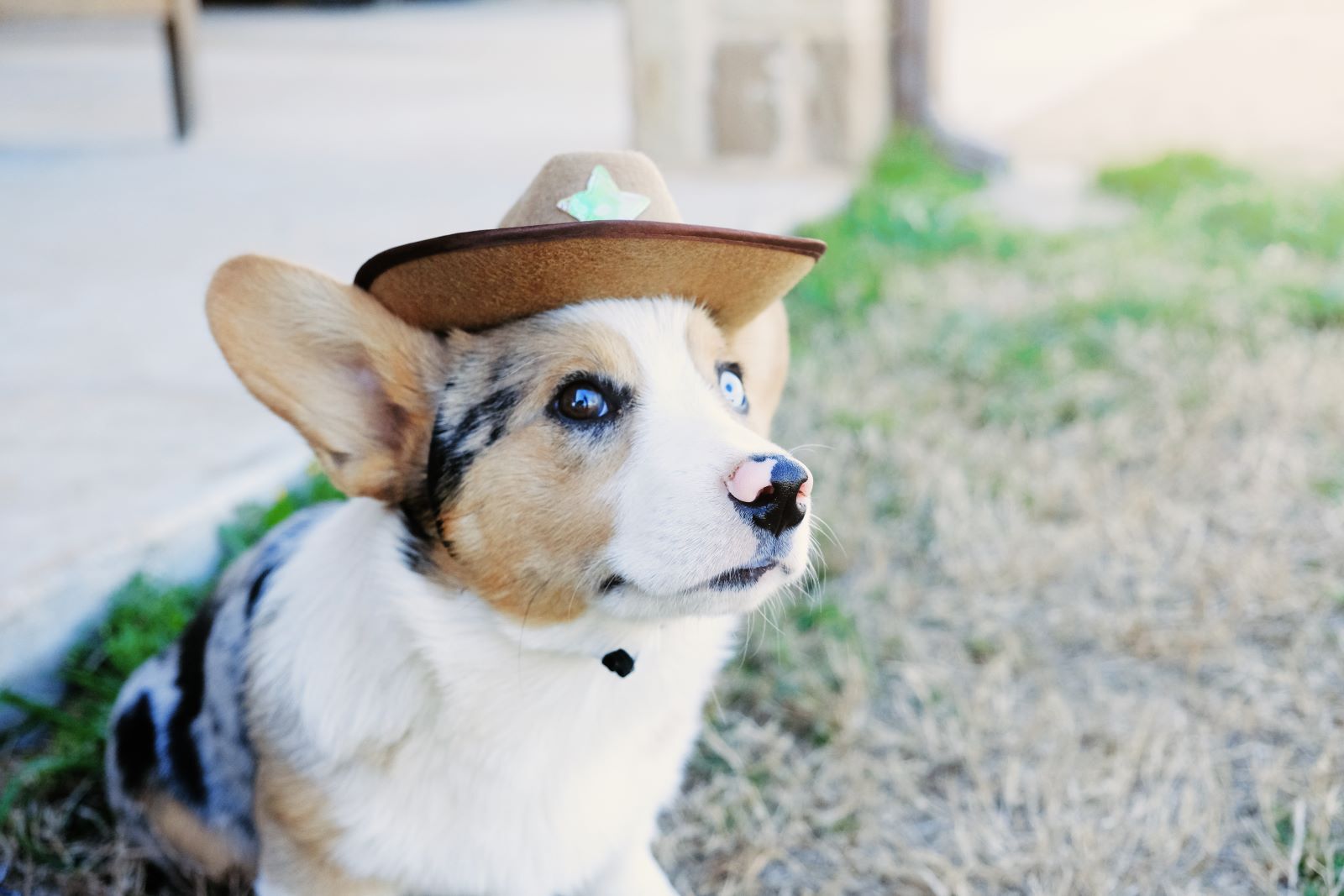 cowboy dog!