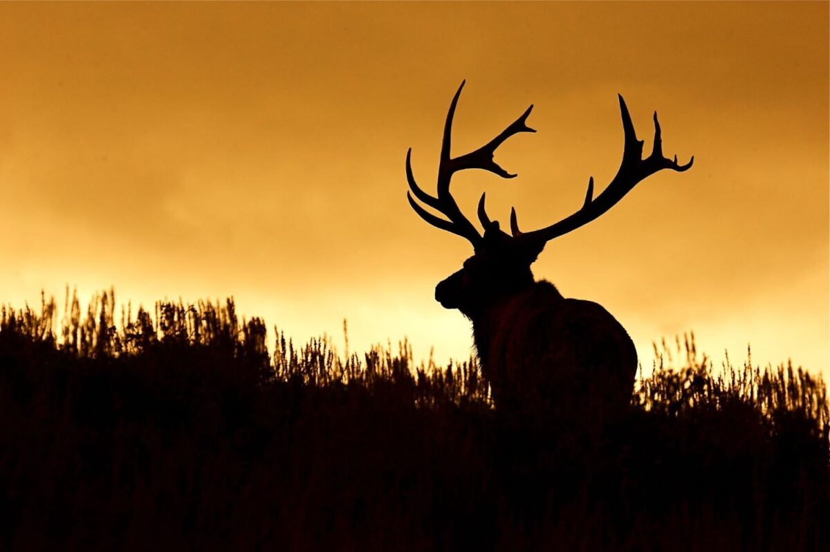 Elk at sunset in Ruidoso NM 
