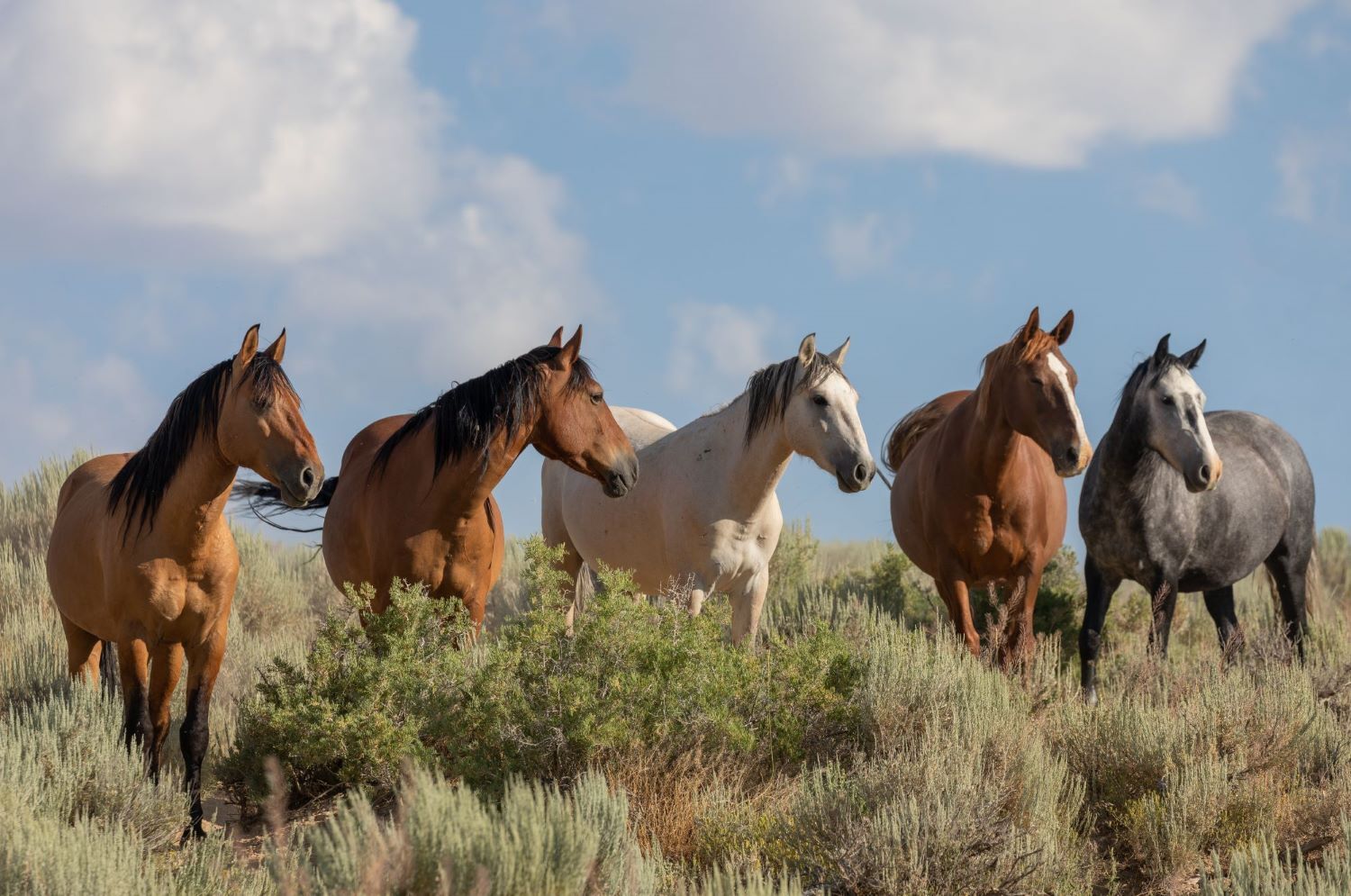 Wild horses in Ruidoso NM