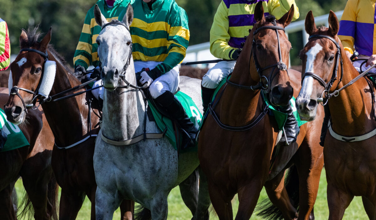 group of horses on the track in Ruidoso New Mexico
