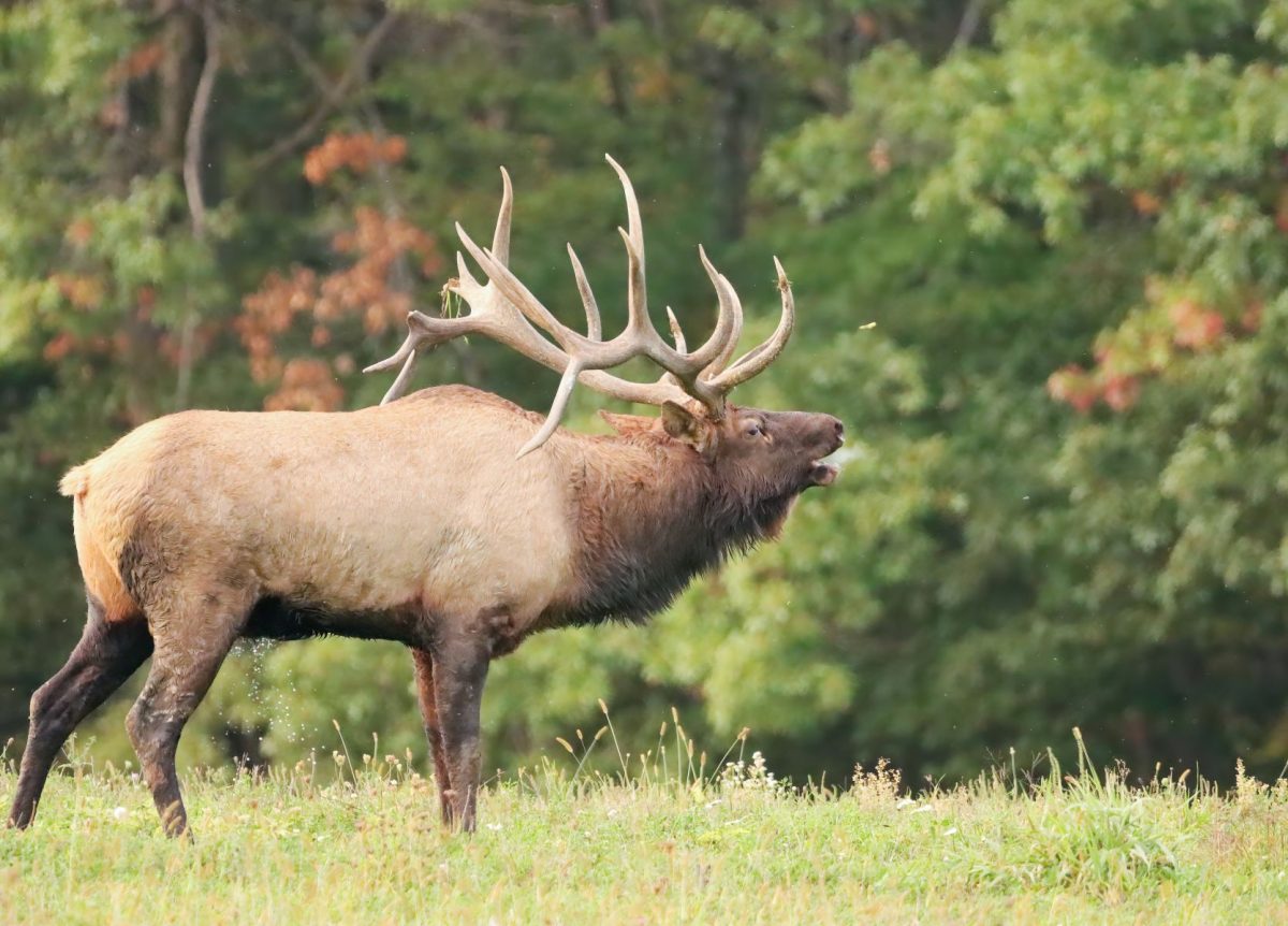 bull elk in the wild 